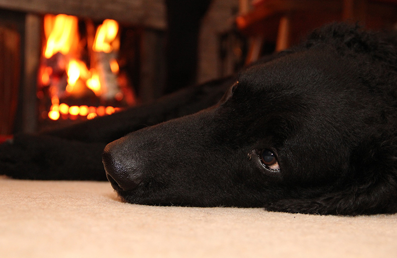 Hund am Kamin