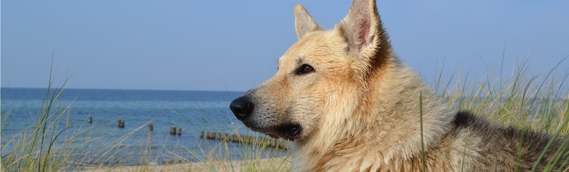 Ferienhaus Holiday Dogs - Urlaub mit Hund an der Ostsee